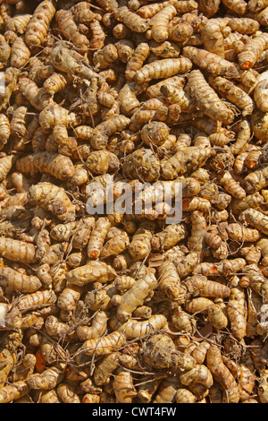 La curcuma, Curcuma longa in lavorazione per essiccazione e per la polverizzazione, Wai, Satara, Maharashtra, India Foto Stock