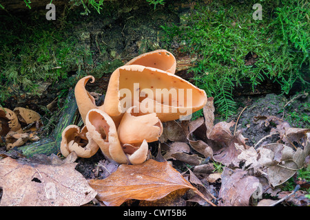 Otidea onotica Hare's Ear fungo Foto Stock