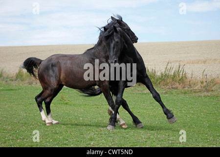 Friese und Deutsches Reitpony / il frisone del cavallo e del Pony Foto Stock