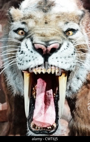 Visualizza male antico bestia Smilodon - farcite vecchio saber-tigre dentata Foto Stock