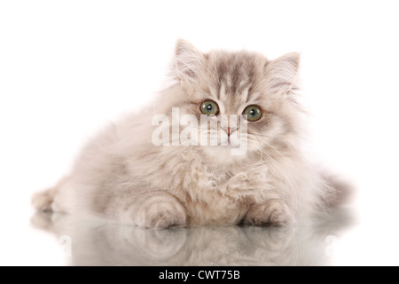Liegender Perser / giacente gatto persiano Foto Stock