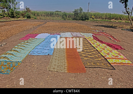 La curcuma, Curcuma longa in lavorazione per essiccazione e per la polverizzazione, Wai, Satara, Maharashtra, India Foto Stock