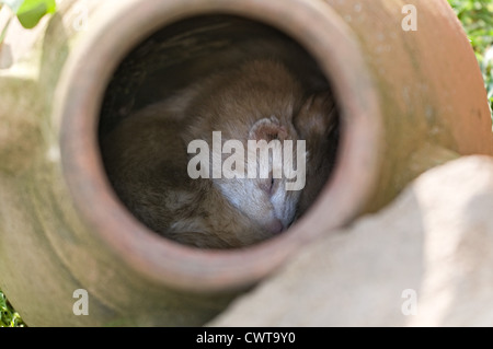 Un furetto addormentato in pianta s pot Foto Stock