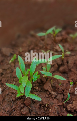 Coriandolo, Hara dhania foglie, Coriandrum sativum Foto Stock