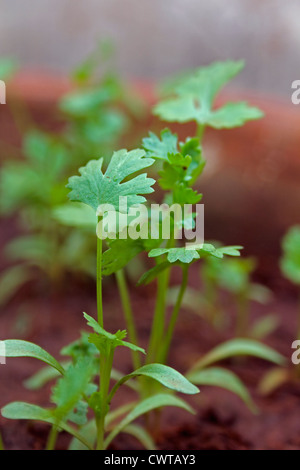 Coriandolo, Hara dhania foglie, Coriandrum sativum Foto Stock