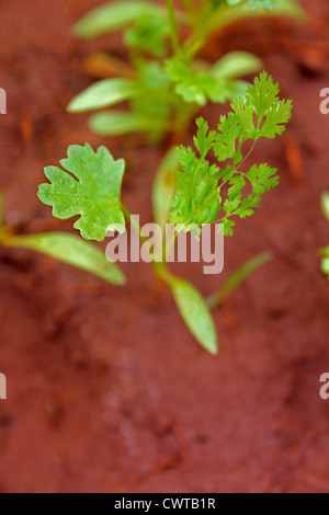 Coriandolo, Hara dhania foglie, Coriandrum sativum Foto Stock