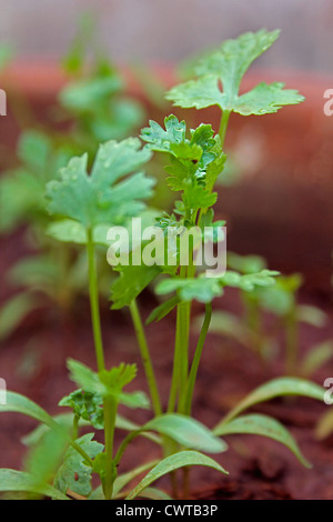 Coriandolo, Hara dhania foglie, Coriandrum sativum Foto Stock