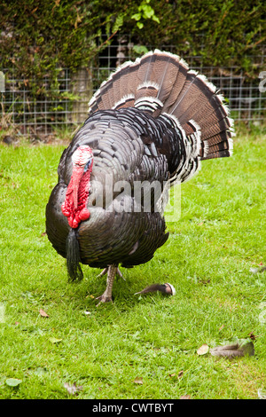 Un domestico in bronzo della Turchia a Birdworld , Farnham, Surrey, Inghilterra, Regno Unito. Foto Stock