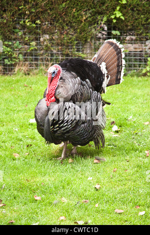 Un domestico in bronzo della Turchia a Birdworld , Farnham, Surrey, Inghilterra, Regno Unito. Foto Stock