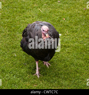 Un domestico in bronzo della Turchia a Birdworld , Farnham, Surrey, Inghilterra, Regno Unito. Foto Stock