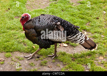 Un domestico in bronzo della Turchia a Birdworld , Farnham, Surrey, Inghilterra, Regno Unito. Foto Stock