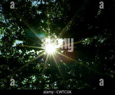 Sun è luminosamente risplende attraverso la foresta. Foto Stock