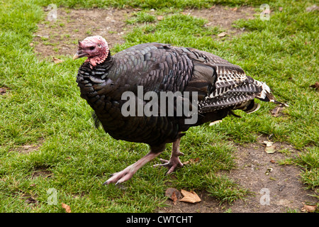 Un domestico in bronzo della Turchia a Birdworld , Farnham, Surrey, Inghilterra, Regno Unito. Foto Stock