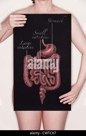 Schema / illustrazione dell'apparato digestivo umano disegnato su una lavagna in gesso. Concetto di immagine Foto Stock