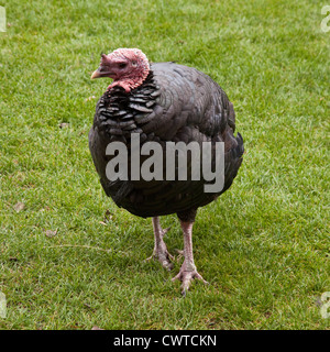 Un domestico in bronzo della Turchia a Birdworld , Farnham, Surrey, Inghilterra, Regno Unito. Foto Stock