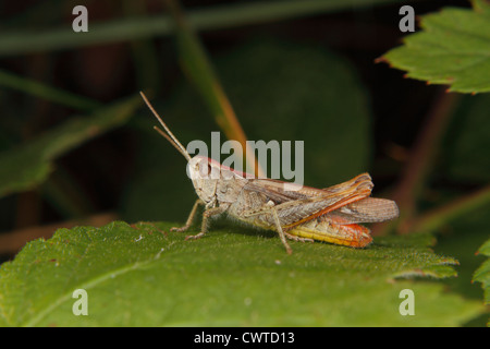 Campo comune grasshopper (Chorthippus brunneus) su una foglia Foto Stock