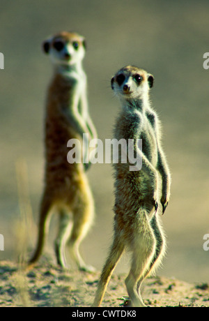 Due MEERKATS in cerca di aquile nel Kalahari. Foto Stock