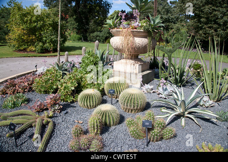 Display di cactus, Kew Royal Botanical Gardens, Richmond, Surrey, Inghilterra, GB, Regno Unito Foto Stock
