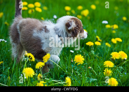 Cucciolo di cane a camminare in Prato Foto Stock