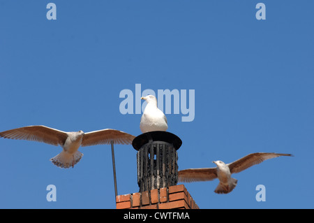 Tre gabbiani nel cielo blu Foto Stock