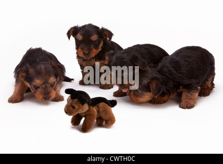 Quattro cuccioli di Yorkie ispezionando un morbido Giocattolo del cane Foto Stock