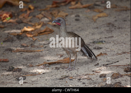 Plain chachalaca - Ortalis vetula a Ruinas del Rey, Cancun, Messico Foto Stock