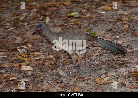 Plain chachalaca - Ortalis vetula a Ruinas del Rey, Cancun, Messico Foto Stock