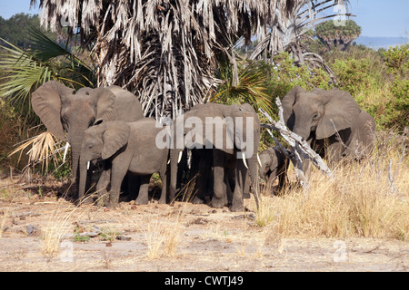 Un branco di elefanti africani nella boccola, la Riserva Selous Tanzania Africa Foto Stock