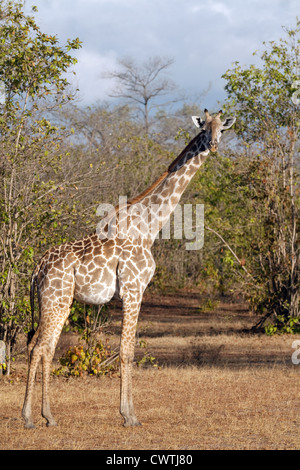 Maschio adulto masai giraffe, Giraffa camelopardalis tippelskirchii, la Riserva Selous Tanzania Africa Foto Stock