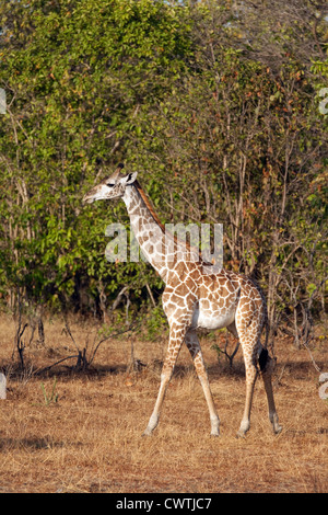 Baby Masai giraffe, (Giraffa camelopardalis tippelskirchii) La Riserva Selous Tanzania Africa Foto Stock