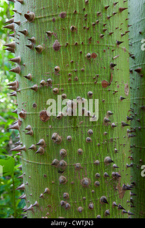 Il tronco di un giovane sacro Ceiba tree coperti di spine per proteggerlo da animali all'ingresso a Tulum, Messico Foto Stock