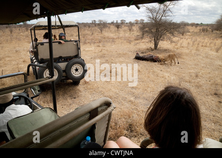 I turisti su una jeep safari guarda i lions avanzamento sul loro uccidere, Riserva Selous Tanzania Africa Foto Stock