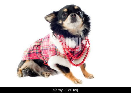 Chihuahua vestito di fronte a uno sfondo bianco Foto Stock