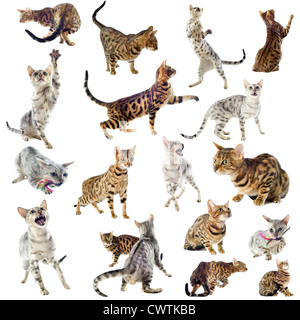 Gruppo di riproduttori di razza di gatti Bengala su sfondo bianco Foto Stock