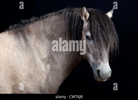 Scottish razza pony su sfondo nero Foto Stock