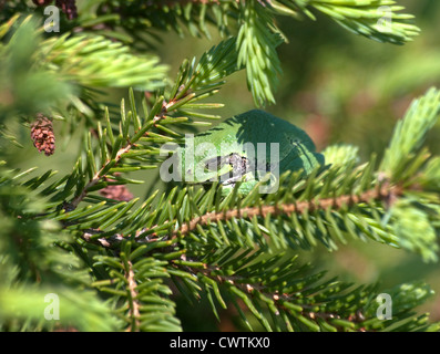 Il Copes grigio Raganella Hyla chrysoscelis nella struttura ad albero di abete rosso Foto Stock