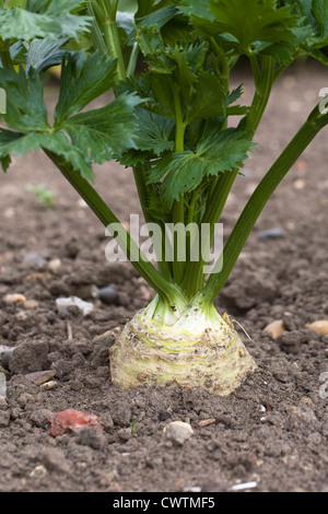 Apium graveolens var. rapaceum. Il sedano rapa "Prinz' in crescita in un orto. Foto Stock