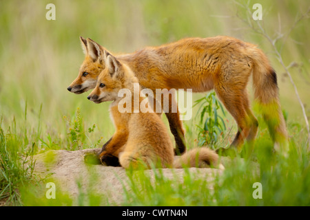 Fox cubs alert per la madre di ritorno Foto Stock