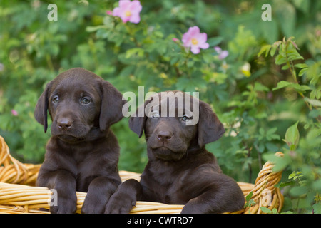 Il cioccolato Labrador cuccioli Foto Stock