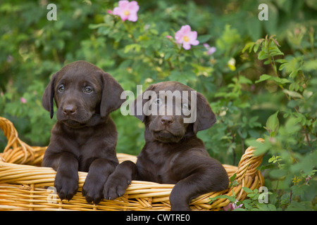 Il cioccolato Labrador cuccioli Foto Stock