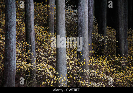 Edgeworthia chrysantha in una foresta Cryptomeria Giappone Foto Stock