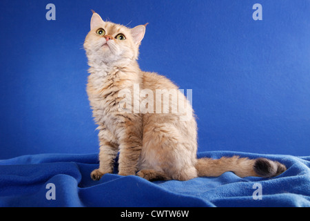 Kurzhaarige Selkirk Rex / shorthaired Selkirk Rex Foto Stock