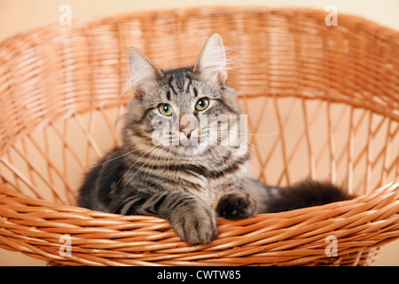 Norwegische Waldkatze / Norvegese delle Foreste Foto Stock