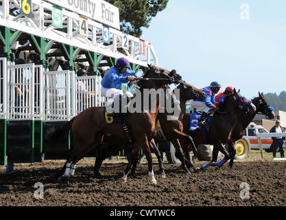 Cavalli la rottura dal gate di partenza alla Humboldt County Fairgrounds in Ferndale, California Foto Stock