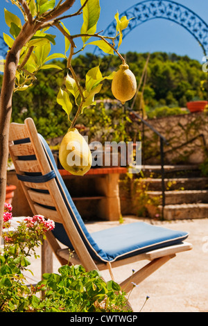 Immagine di un piccolo albero di limone con limoni e una sedia con un cuscino blu sul patio di una villa francese su una calda giornata di sole Foto Stock