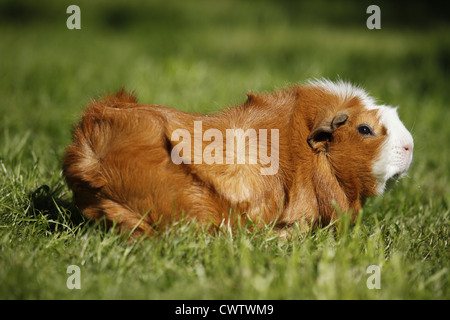 Rosettenmeerschweinchen / abissino di cavia Foto Stock