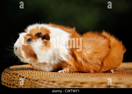 Rosettenmeerschweinchen / abissino di cavia Foto Stock