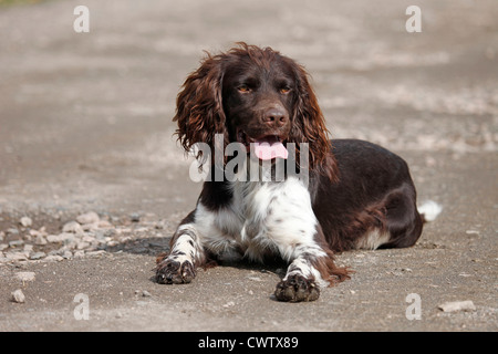 Kleiner Münsterländer / piccolo Munsterlander cane da caccia Foto Stock