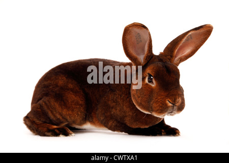 Castor-Rex Foto Stock