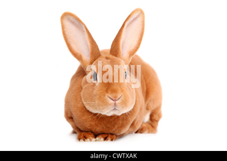 Kleinrex / Rex Bunny Foto Stock